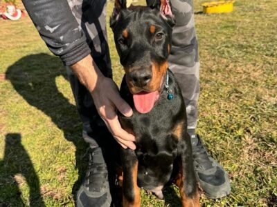 Doberman