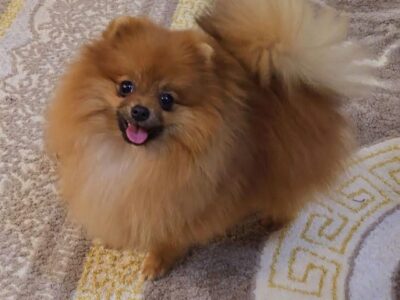 Purebred Boo Pomeranian puppies