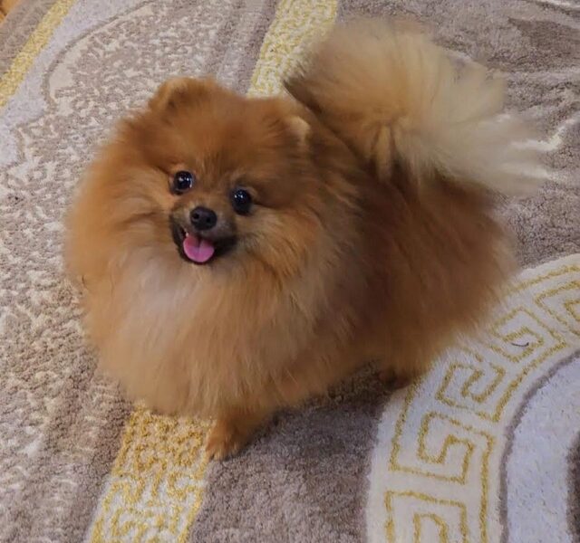 Purebred Boo Pomeranian puppies