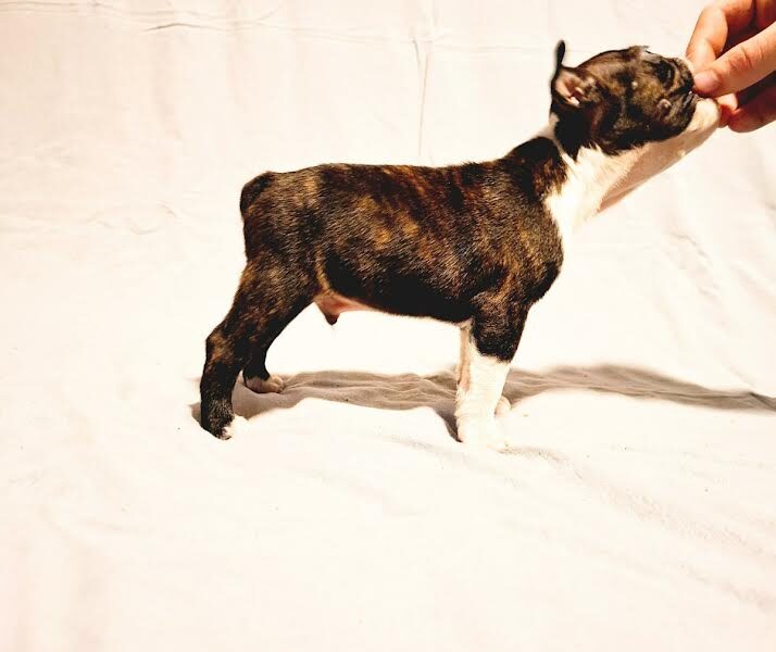 Boston Terrier puppies of champion bloodlines