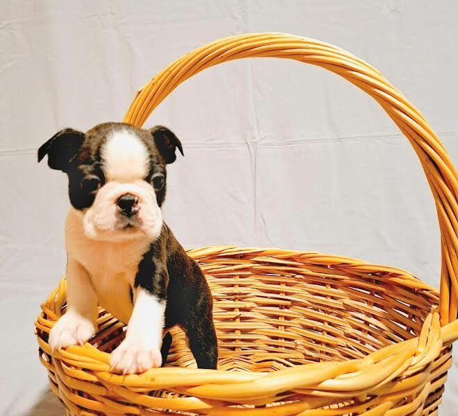 Boston Terrier puppies of champion bloodlines