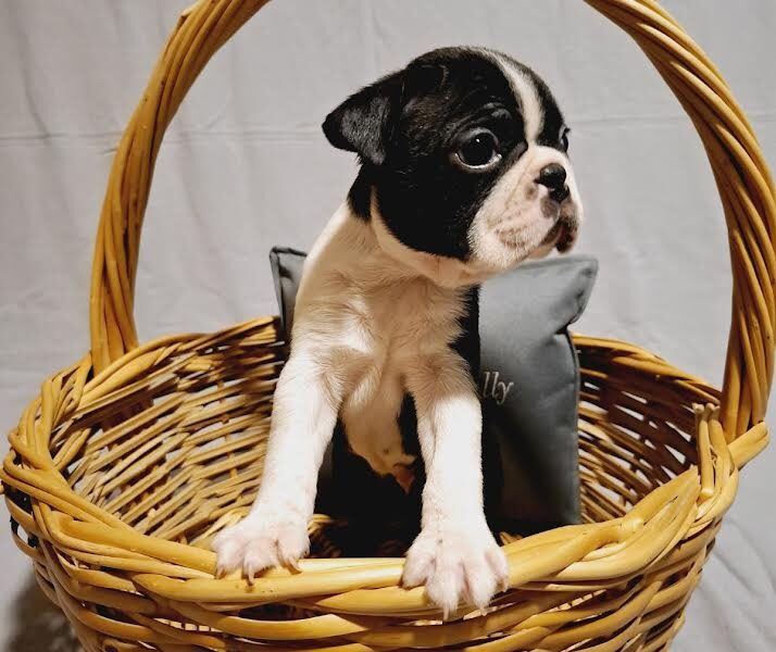 Boston Terrier puppies of champion bloodlines