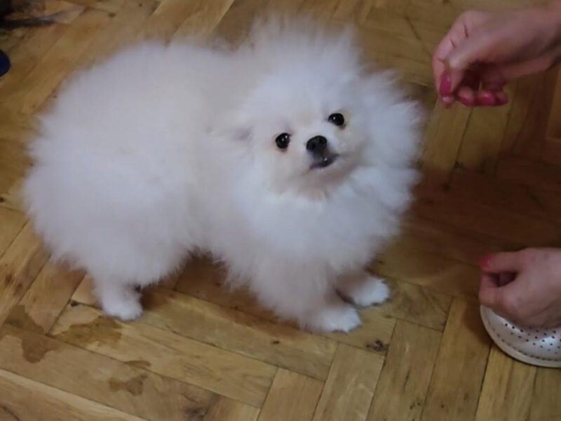 Purebred Boo Pomeranian puppies