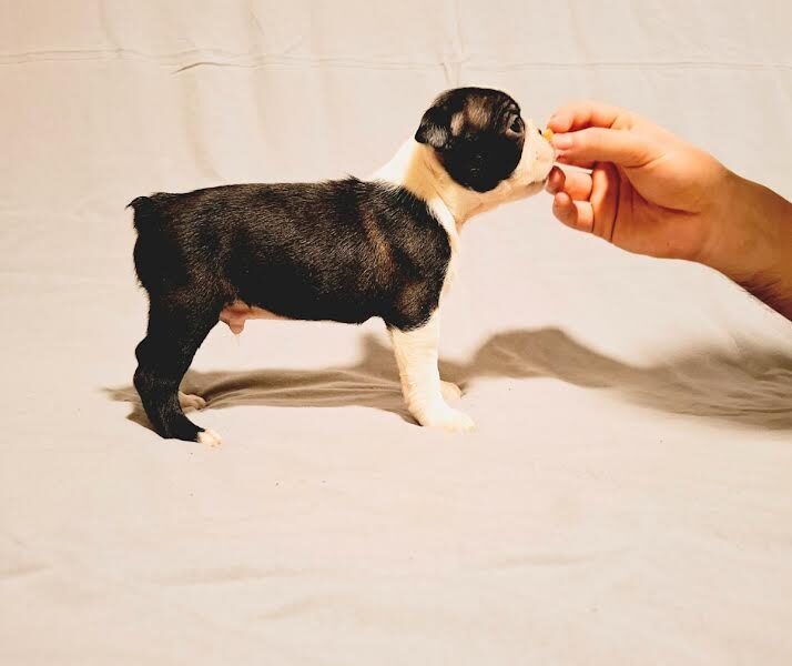 Boston Terrier puppies of champion bloodlines