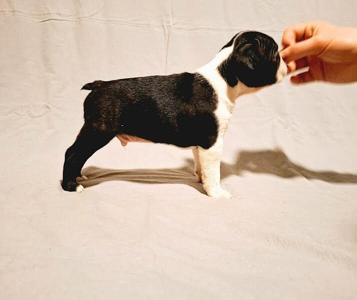 Boston Terrier puppies of champion bloodlines