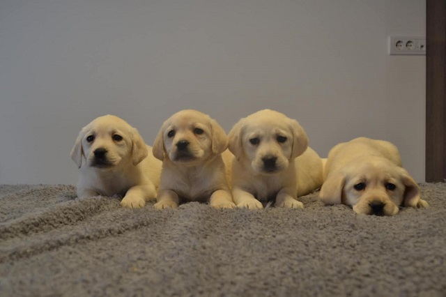 Labrador Retriever