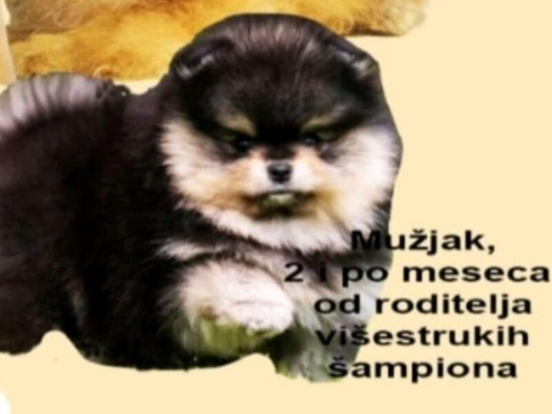 Purebred Boo Pomeranian puppies