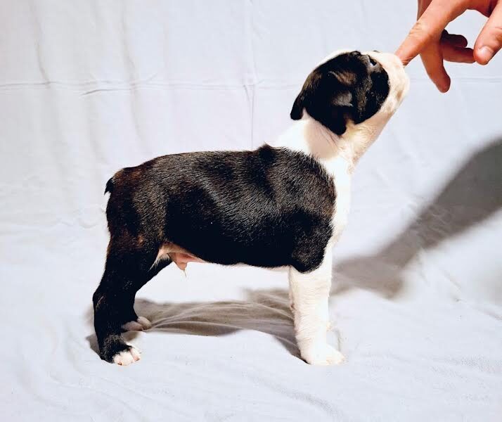 Boston Terrier puppies of champion bloodlines