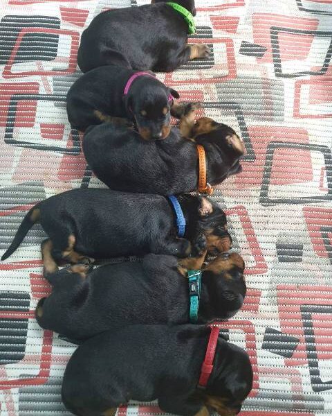 Doberman puppies