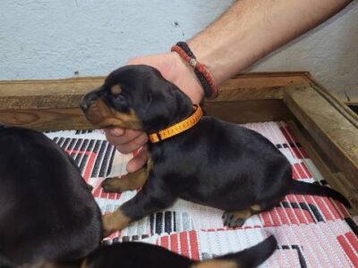 Doberman puppies