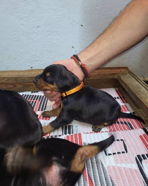 Doberman puppies