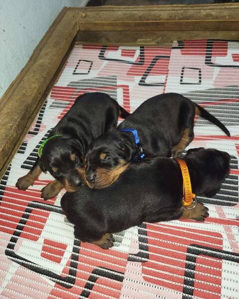 Doberman puppies