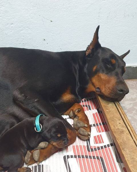 Doberman puppies