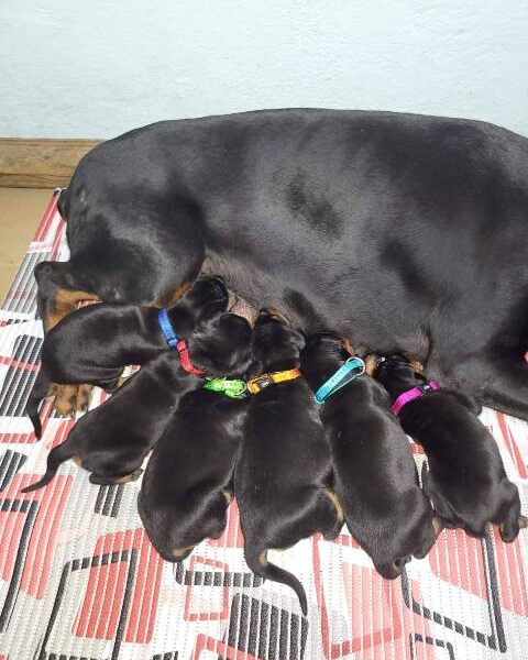 Doberman puppies