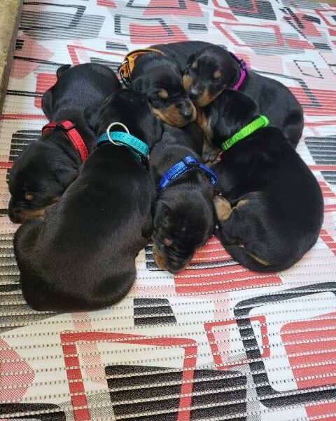 Doberman puppies