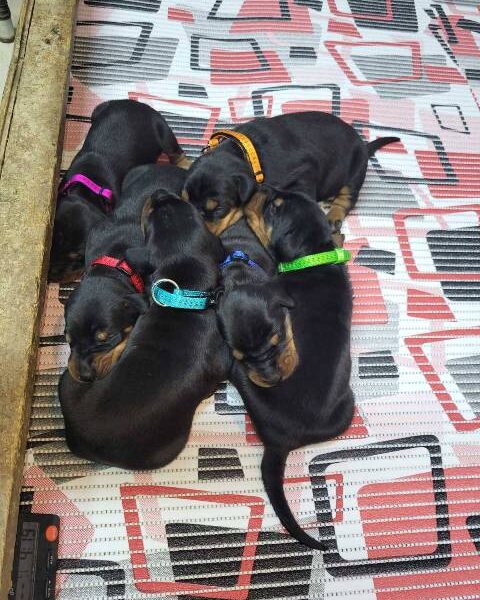 Doberman puppies