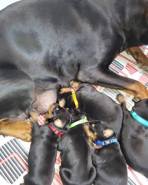 Doberman puppies