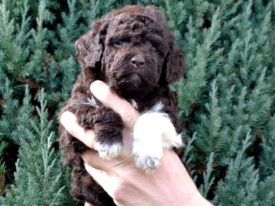 Lagotto Romagnolo puppies