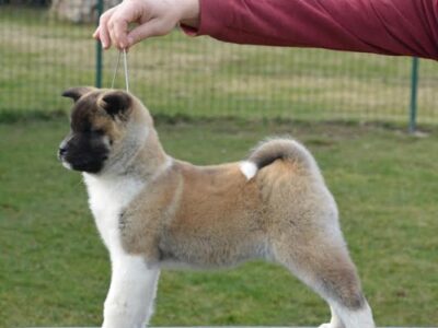 American Akita