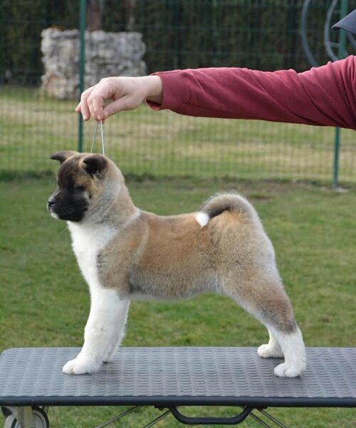 American Akita