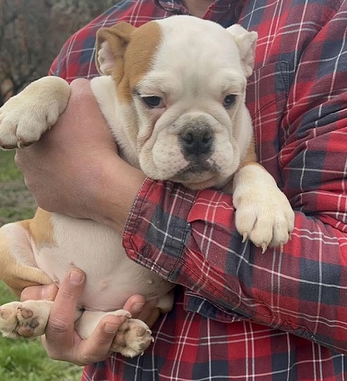 English Bulldog