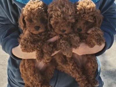 Red Toy Poodle