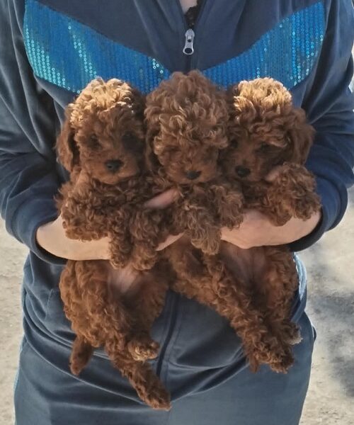 Red Toy Poodle