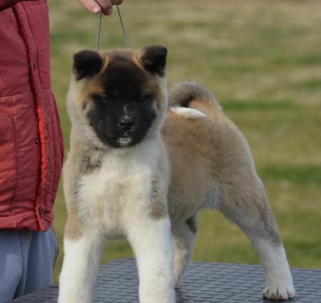 American Akita