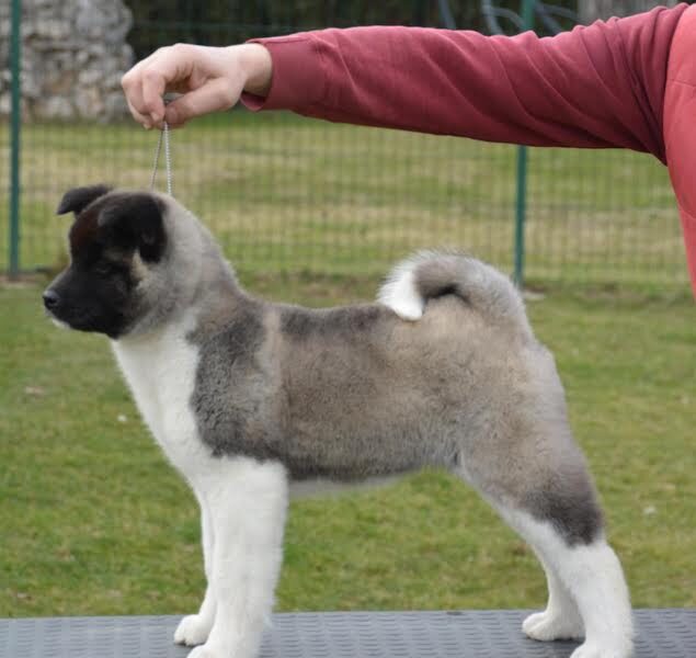 American Akita