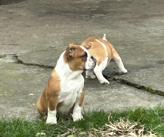 English Bulldog