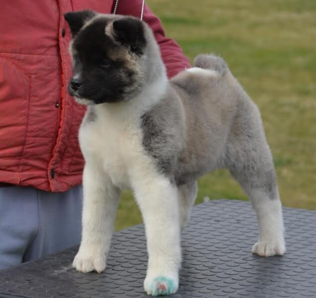 American Akita