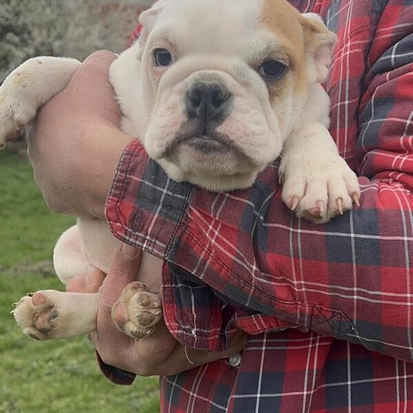 English Bulldog