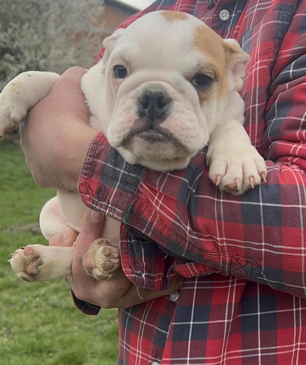 English Bulldog