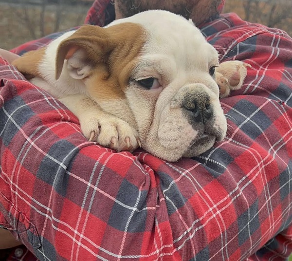 English Bulldog