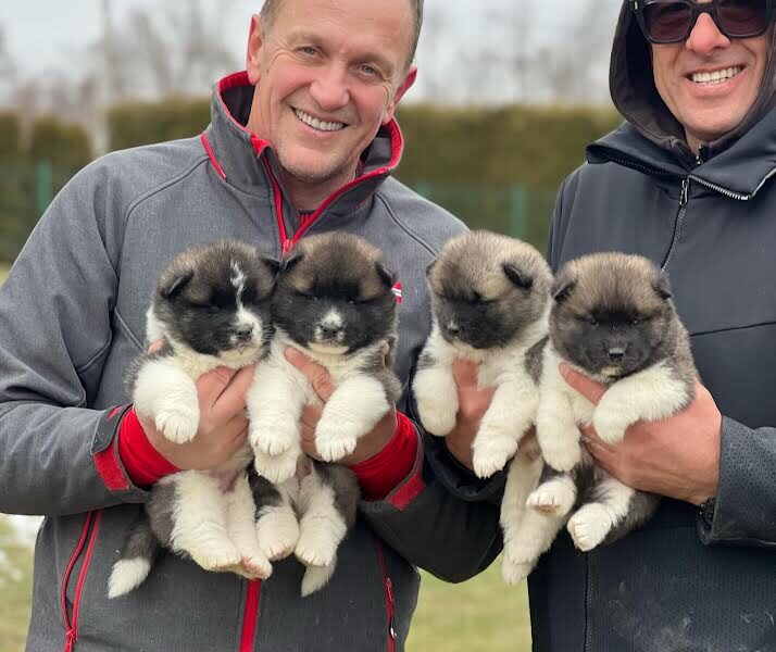 American Akita