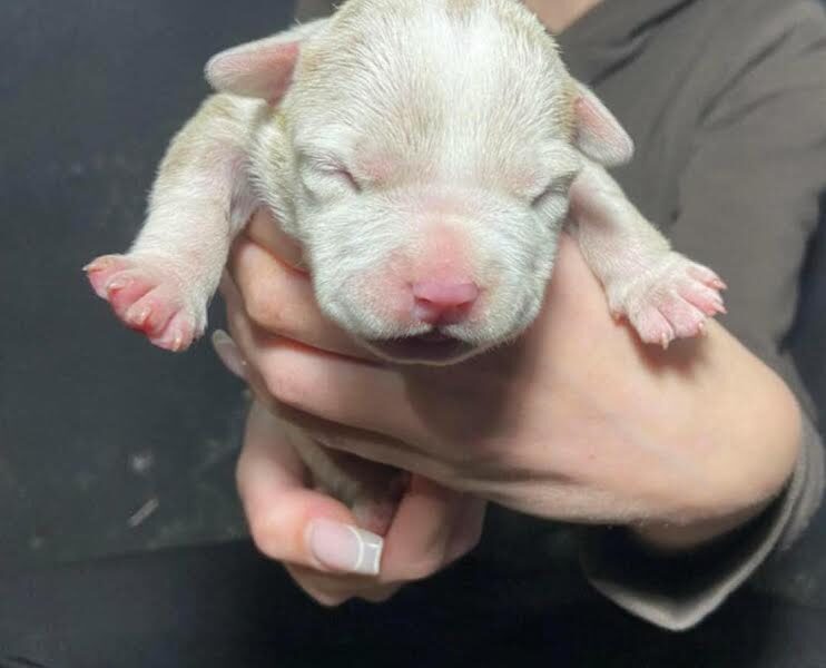 American bully pocket