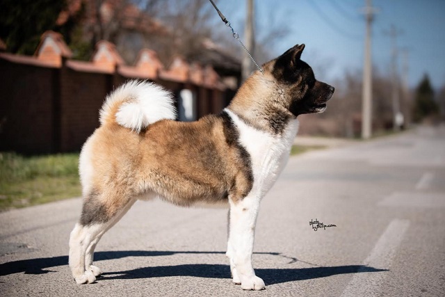 American Akita