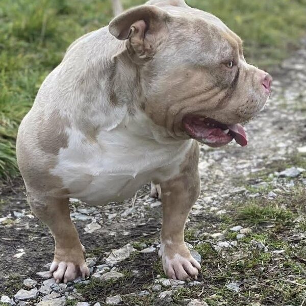 American bully pocket