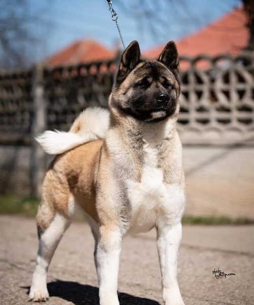 American Akita