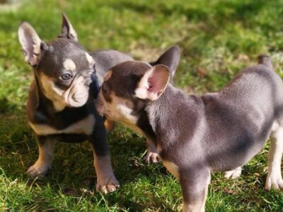 Hit Offer French Bulldog Exotic Colors