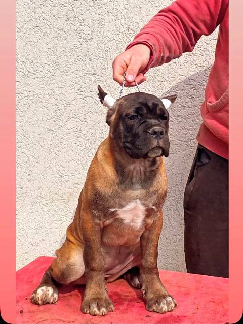 Cane Corso puppies