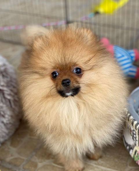 Purebred Pomeranian puppies, two and a half months old