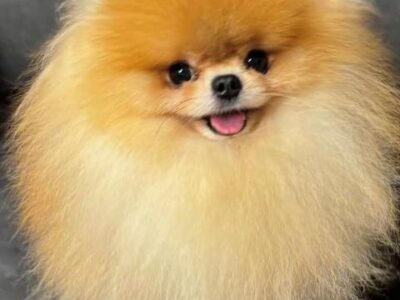 Pomeranian spitz Teddy Bear type