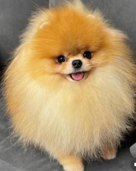 Pomeranian spitz Teddy Bear type