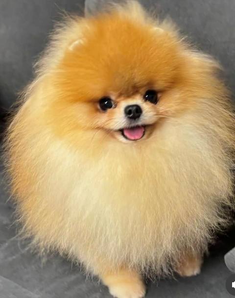 Pomeranian spitz Teddy Bear type