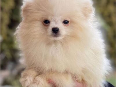 Purebred Pomeranian puppies, two and a half months old