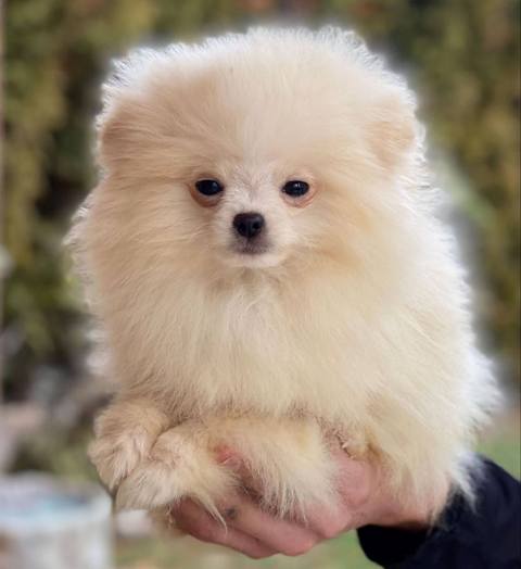 Purebred Pomeranian puppies, two and a half months old