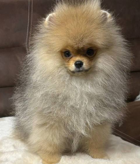 Pomeranian spitz Teddy Bear type