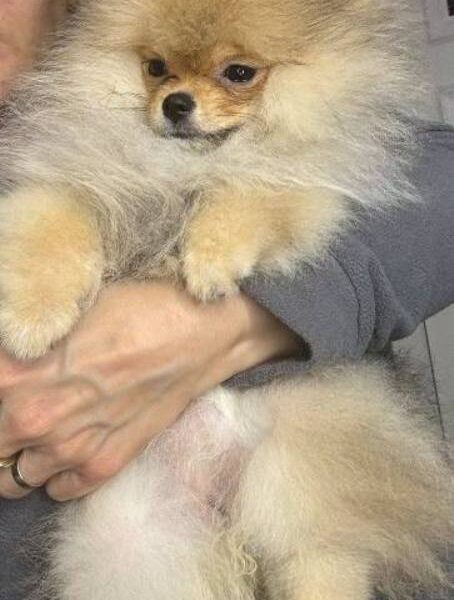 Pomeranian spitz Teddy Bear type