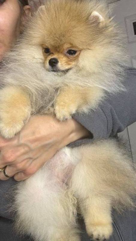 Pomeranian spitz Teddy Bear type